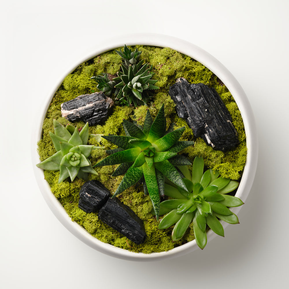
            
                Load image into Gallery viewer, Black Tourmaline x Succulents
            
        