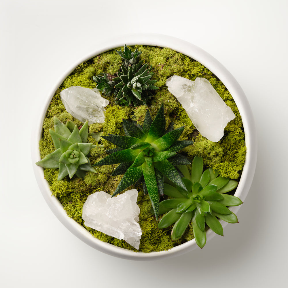 
            
                Load image into Gallery viewer, Clear Quartz x Succulents
            
        
