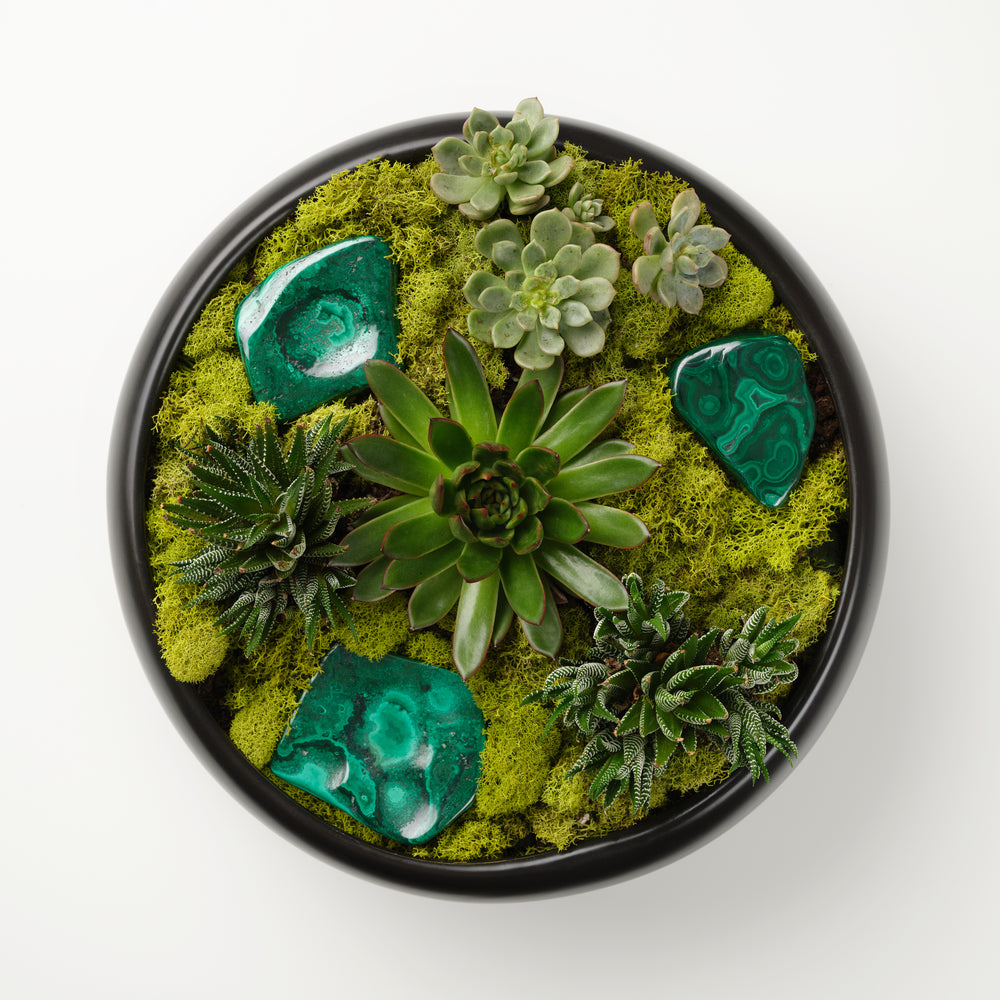 
            
                Load image into Gallery viewer, Malachite x Succulents
            
        