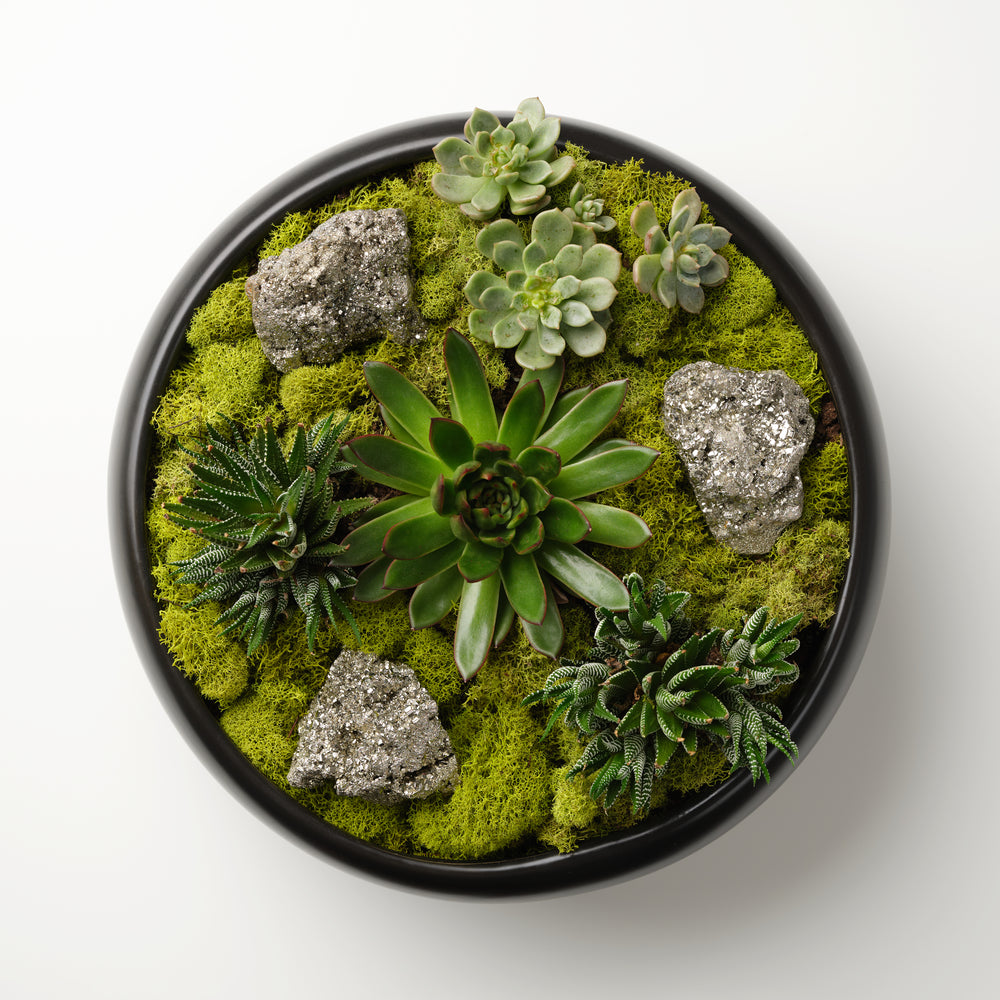Pyrite x Succulents